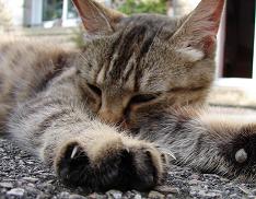 chat