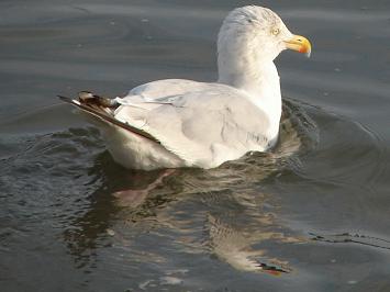mouette