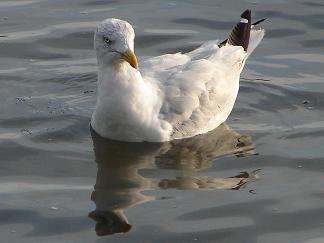 mouette