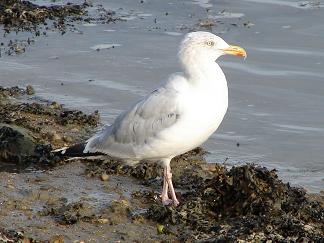 mouette