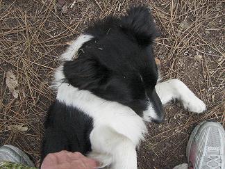 chien