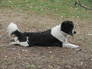 chien