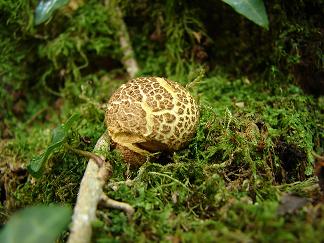 champignon