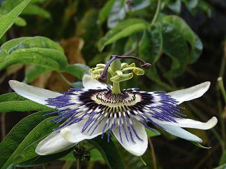 fleur