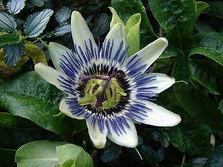 fleur