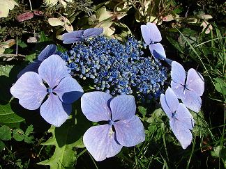 fleur