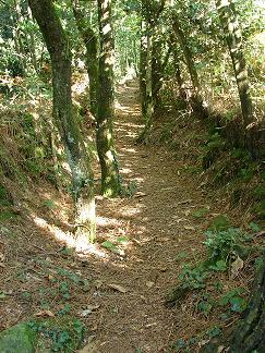 foret