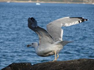 mouette