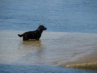 chien
