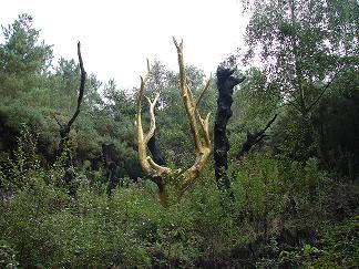 arbre d or