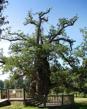 arbre